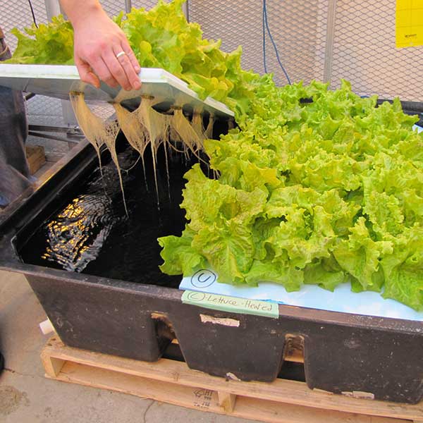 Hydroponics And How It Works Modern Farming