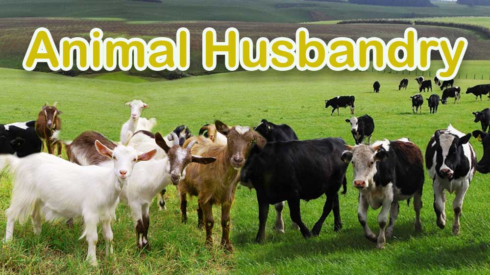 animal husbandry objective and essay 2021
